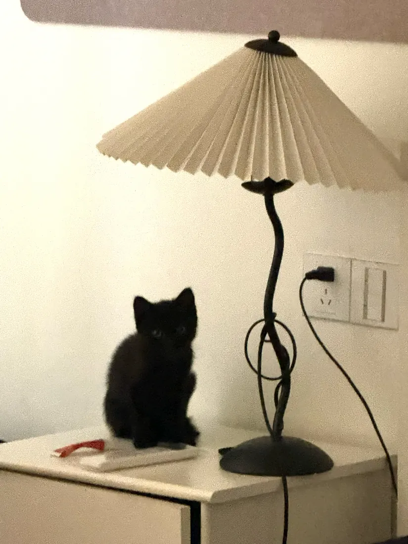 Black cat sitting beside a desk lamp