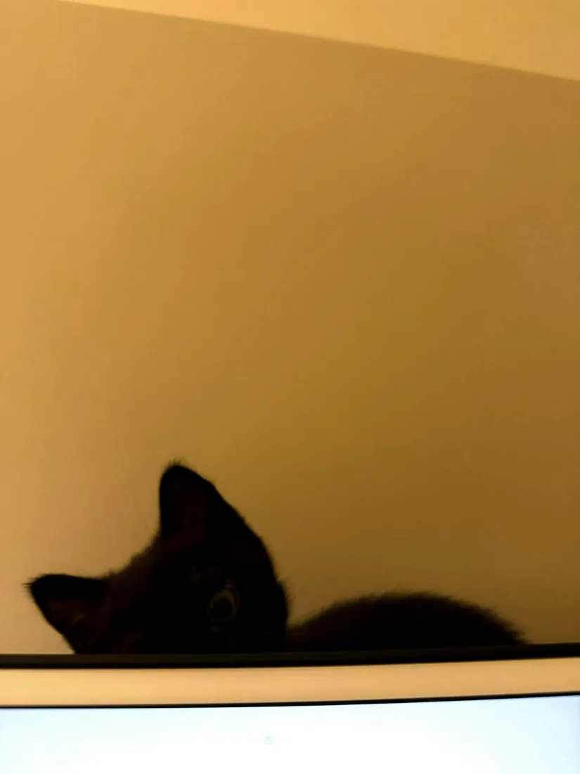 Black cat hiding behind a screen with one eye visible